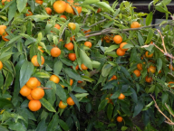 Citrus tangerina